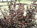 Apalachee Crape Myrtle / Lagerstroemia 